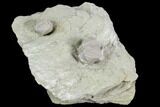 Two Blastoid (Pentremites) Fossils - Illinois #102260-1